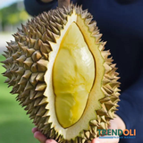 Musang King Malaysian Durian (D197) From 3.5 to 4.5 Lbs