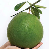 Vietnam Pomelo - Fresh and Sweet, Import Product ( From 5 to 7 Lbs/ each )