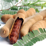 Dried Sweet Tamarind, Whole Tamarind Fruit – 100% Natural, No Sugar Added - 1 Lb (454g) Product of Thailand