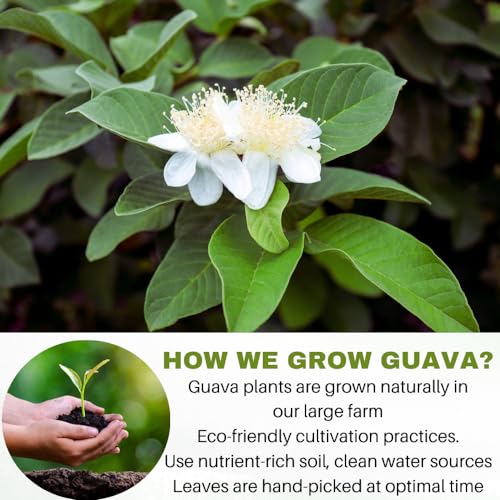 100 Natural Guava Leaves Tea Bags