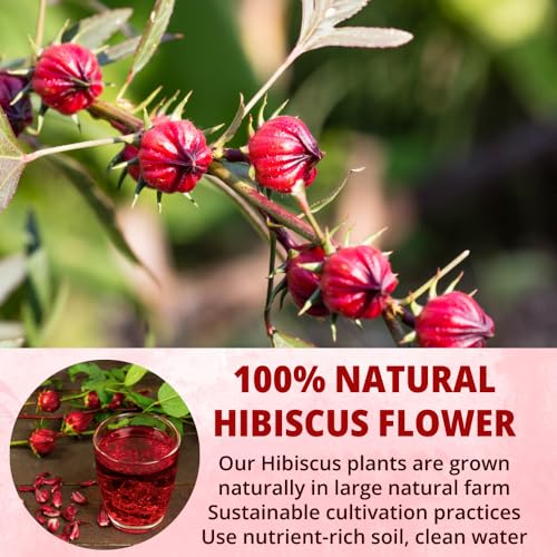 75 Hibiscus Tea Bags, Natural Dried Hibiscus Flowers Tea Bags