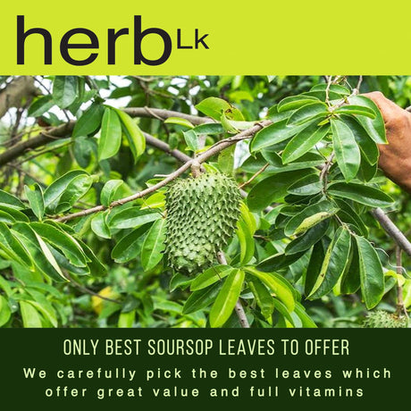 HerbLk Organic Soursop Tea - 100 Dried Graviola Leaves - Vegan & Non-GMO - Wildcrafted Ceylon Soursop Leaves - Organic, Gluten-Free Herbal Loose Leaf Tea