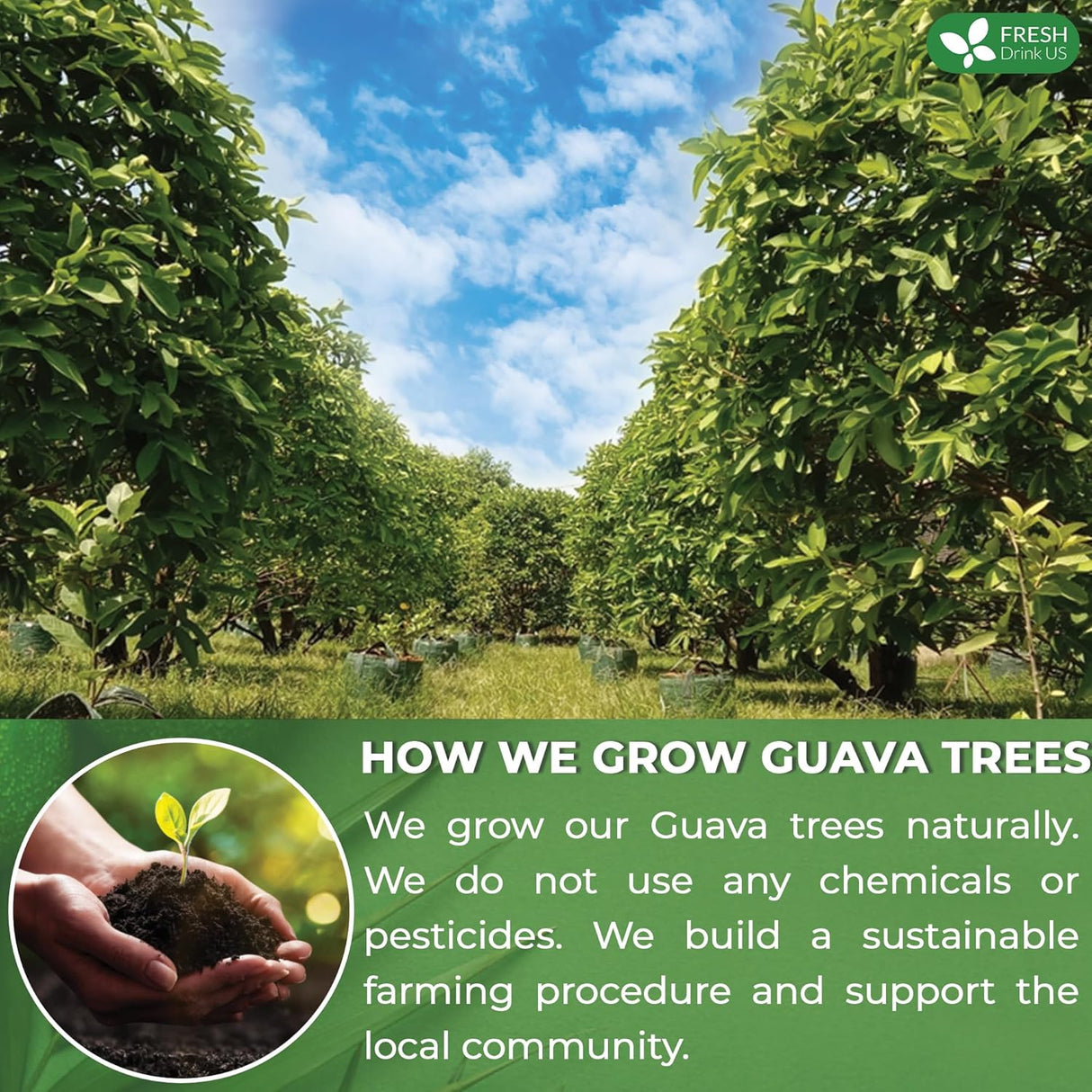 FreshDrinkUS, Premium 100+ Natural Guava Leaves, Whole Dried Leaves, 100% Pure from Guava Leaves, Natural Guava Loose Leaf Herbal Tea, No Additives, No Caffeine, Vegan