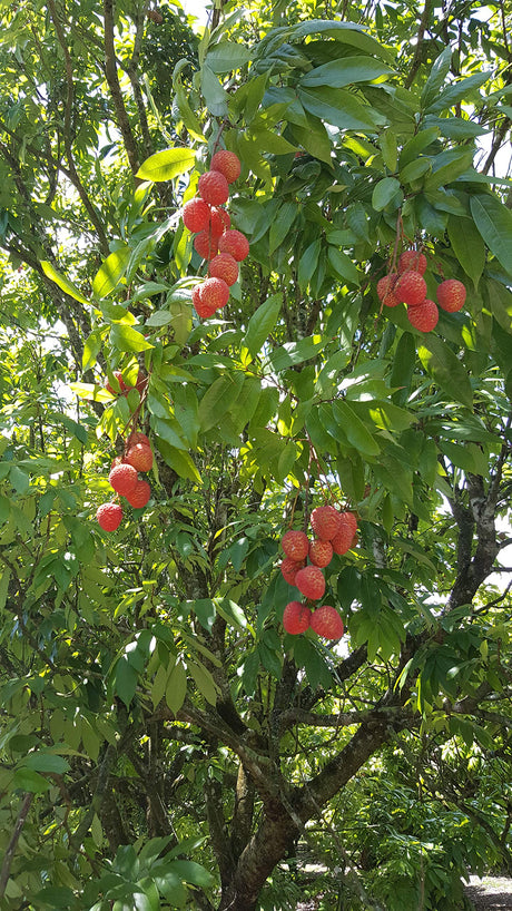 Fresh Lychee  - 3lb