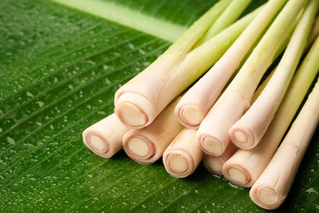 Lemongrass Fresh 12 Stalks from TastePadThai. Free Fresh Kaffir Lime Leaves