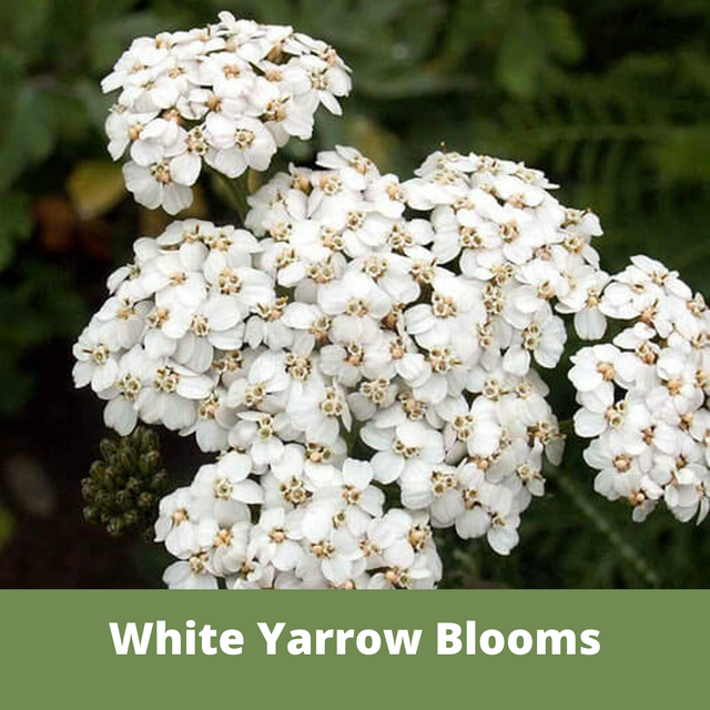 White Yarrow Eco-Friendly Seeding Kit