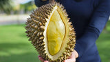 Musang King Malaysian Durian (D197) (猫山王榴莲) From 3.5 to 4.5 Lbs