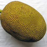 Fresh Whole Jackfruit 25-35 lb