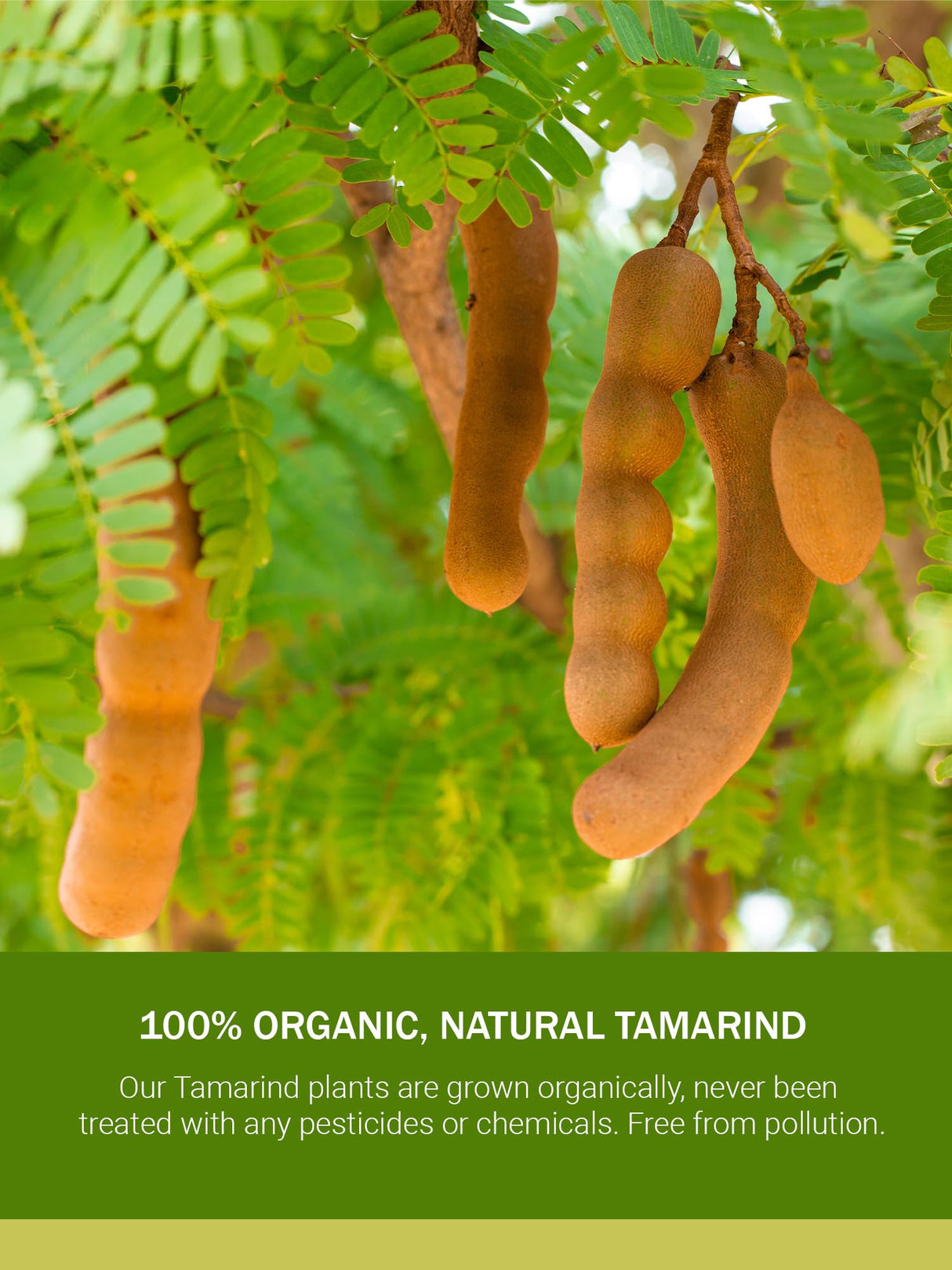 Large Sweet Tamarind Pods, Whole Fruit 100% Natural, Dried Fresh Tamarindo 16 Oz