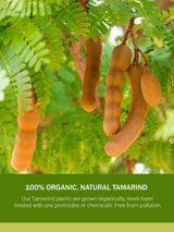 Large Sweet Tamarind Pods, Whole Fruit 100% Natural, Dried Fresh Tamarindo 16 Oz