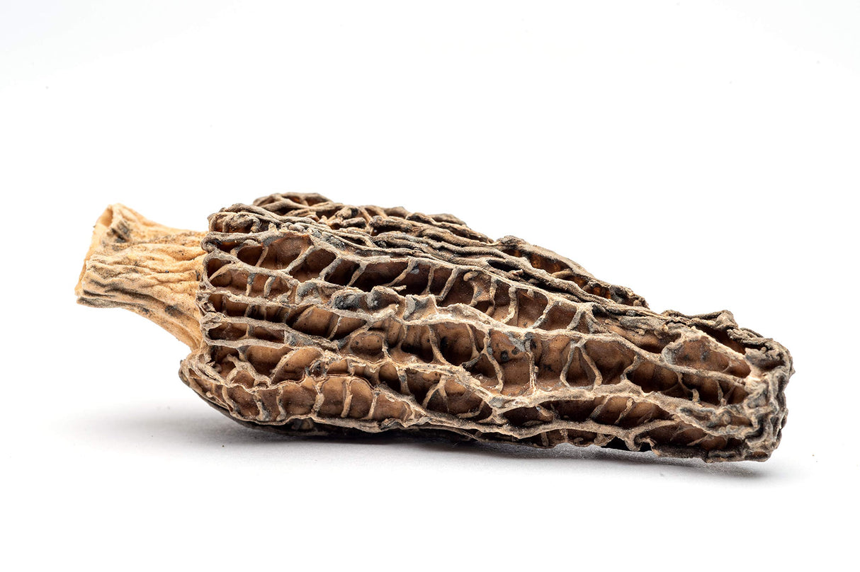 Slofoodgroup Dried Morel Mushrooms (Morchella Conica) Gourmet Morel Mushrooms ( 2 oz Dried Morels)